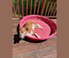 Sadie, a Beagle and Collie mix tested with EmbarkVet.com