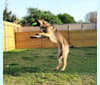 Photo of Rhodey, a German Shepherd Dog, Dutch Shepherd, and Belgian Malinois mix in Cedar Creek, Texas, USA