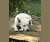 Winnianne, a Siberian Husky and Chow Chow mix tested with EmbarkVet.com