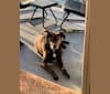 Max, a Labrador Retriever and Boxer mix tested with EmbarkVet.com