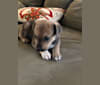 Darah, a Siberian Husky and American Pit Bull Terrier mix tested with EmbarkVet.com