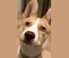 Photo of Roger, an American Pit Bull Terrier, Siberian Husky, Australian Cattle Dog, Chow Chow, and Mixed mix in New Mexico, USA