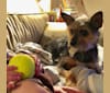 Photo of Alasdair, a Chihuahua, Yorkshire Terrier, and Miniature Pinscher mix in Kentucky, USA