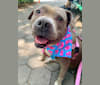 Photo of Stevie Nicks, an American Staffordshire Terrier  in New York, New York, USA