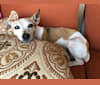 Spike, a Rat Terrier tested with EmbarkVet.com