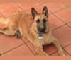 Wicked, a Belgian Shepherd tested with EmbarkVet.com