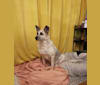 Photo of Zaza, a German Shepherd Dog and Mixed mix in Romania