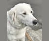 Luna, a Great Pyrenees and Anatolian Shepherd Dog mix tested with EmbarkVet.com