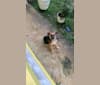 Maximus Paddington Teddy Bear Poon, an Eastern European Village Dog tested with EmbarkVet.com
