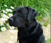 Ben, a Labrador Retriever tested with EmbarkVet.com