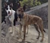 Klio, a German Shepherd Dog and Border Collie mix tested with EmbarkVet.com