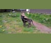 Hex, a German Shepherd Dog tested with EmbarkVet.com