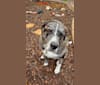 Bardi, a Labrador Retriever and American Pit Bull Terrier mix tested with EmbarkVet.com