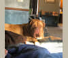 George, a Dogue de Bordeaux tested with EmbarkVet.com