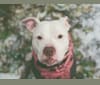 Nina, an American Bulldog and American Pit Bull Terrier mix tested with EmbarkVet.com