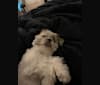 Lucy, a Shih Tzu tested with EmbarkVet.com