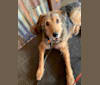 McFadden, an Airedale Terrier and Rottweiler mix tested with EmbarkVet.com