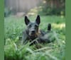 Roo, a Formosan Mountain Dog tested with EmbarkVet.com