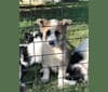 Photo of Mimzi, an Australian Cattle Dog, German Shepherd Dog, Siberian Husky, and Collie mix