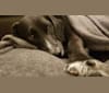 Bea, an American Foxhound and Labrador Retriever mix tested with EmbarkVet.com