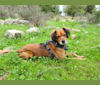 Juno, an Eastern European Village Dog and Miniature Pinscher mix tested with EmbarkVet.com
