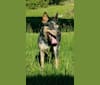 Ellie, an Australian Cattle Dog tested with EmbarkVet.com