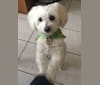 Sophie, a Havanese and Maltese mix tested with EmbarkVet.com