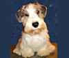 Photo of Dobby, a Sealyham Terrier  in California, USA
