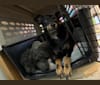 Elfie, a Shetland Sheepdog and Manchester Terrier (Toy) mix tested with EmbarkVet.com