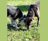 Jason, an Australian Cattle Dog and Siberian Husky mix tested with EmbarkVet.com