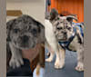 Otis, a French Bulldog tested with EmbarkVet.com
