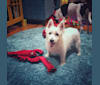 Macy Doom, a West Highland White Terrier tested with EmbarkVet.com