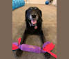 Lexi, a Labrador Retriever and German Shepherd Dog mix tested with EmbarkVet.com