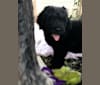 Leopold, a Newfypoo tested with EmbarkVet.com