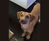 Lola, a Labrador Retriever and Boxer mix tested with EmbarkVet.com