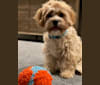 Jax, a Cavalier King Charles Spaniel and Havanese mix tested with EmbarkVet.com