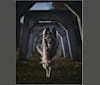 Rocky, a Shiloh Shepherd tested with EmbarkVet.com