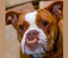 Lloyd, an Olde English Bulldogge tested with EmbarkVet.com