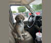 Photo of Waylon, a Great Pyrenees, Chow Chow, Treeing Walker Coonhound, and Mixed mix in Granbury, Texas, USA