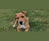 Moose, an American Pit Bull Terrier and Doberman Pinscher mix tested with EmbarkVet.com