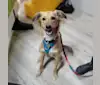 June, an Arabian Village Dog tested with EmbarkVet.com