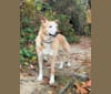 Photo of Khaleesi, a Siberian Husky, German Shepherd Dog, Australian Cattle Dog, Collie, and Mixed mix in Nebraska, USA