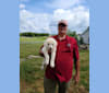 Atouk, a Maremma Sheepdog tested with EmbarkVet.com
