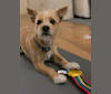 Oliver, a Pomeranian and American Pit Bull Terrier mix tested with EmbarkVet.com