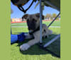 Titan, a Great Pyrenees and American Pit Bull Terrier mix tested with EmbarkVet.com