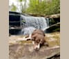 Photo of Hazelnut, a Border Collie, Siberian Husky, and Mixed mix in Asheville, North Carolina, USA