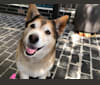 Poppy, a Siberian Husky and German Shepherd Dog mix tested with EmbarkVet.com