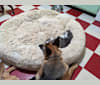 Lyra, a German Shepherd Dog tested with EmbarkVet.com