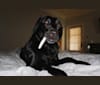 Tia, a Labrador Retriever tested with EmbarkVet.com