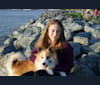 Auli, an Icelandic Sheepdog tested with EmbarkVet.com